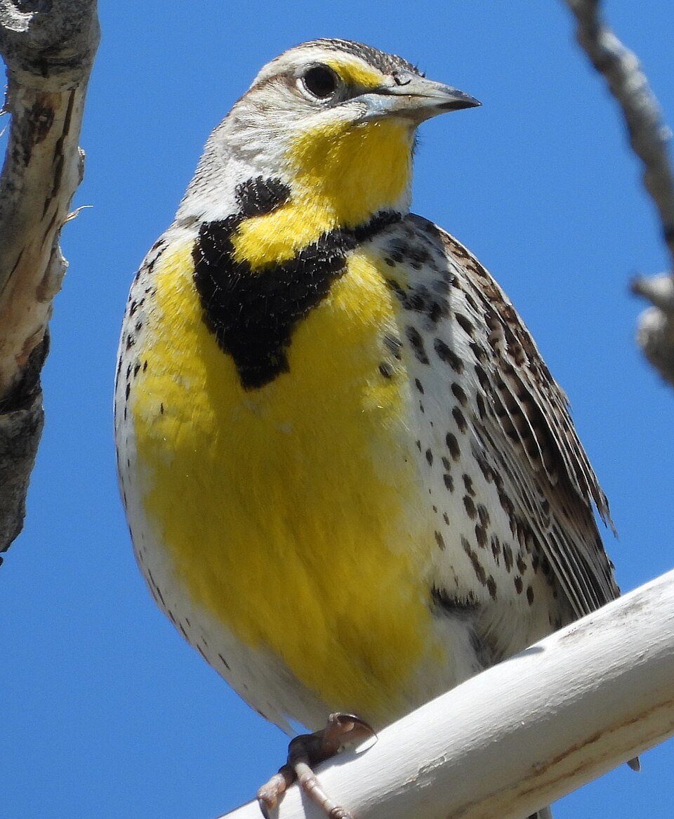 Western Meadowlark, the state bird of Nebraska
